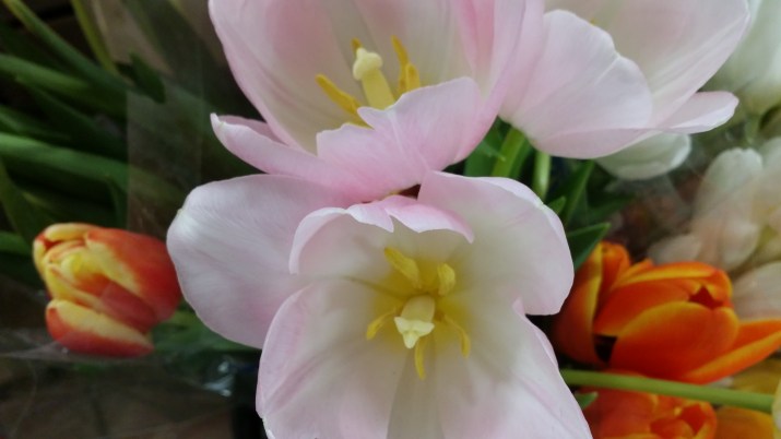 pink, orange and red tulips